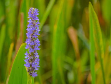 Turna pontederia cordata, Largo, Florida Walsingham gölde büyüyen ot