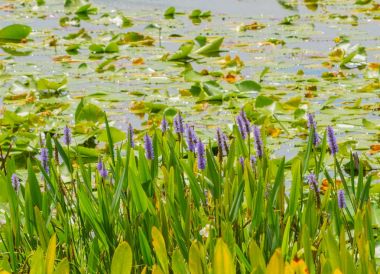 Turna pontederia cordata, Largo, Florida Walsingham gölde büyüyen ot