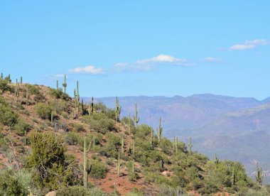Saguaro kaktüsü Tonto Ulusal Ormanı içinde