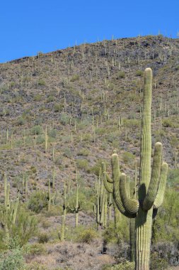 Saguaro kaktüsü Tonto Ulusal Ormanı içinde