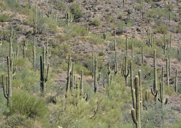 Κάκτος Saguaro Στον Εθνικό Δρυμό Tonto — Φωτογραφία Αρχείου