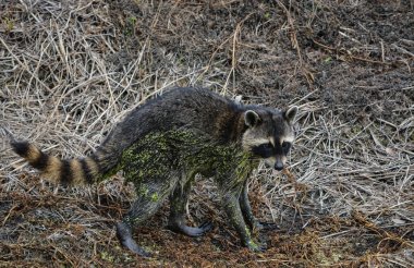 Largo, Florida ABD gıda bir rakun aranıyor