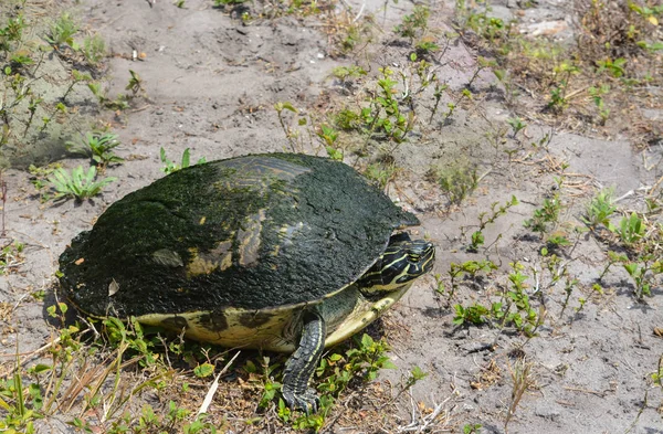 Florida Box Turtle Largo Flórida — Fotografia de Stock