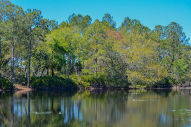 Göl Flatwoods Park Hillsborough County, Florida