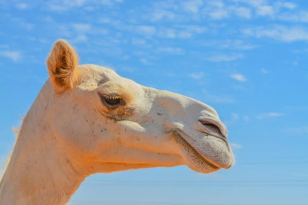 Аравійський Верблюд Camelus Drimedarius Пустелі Єднаних Арабських Еміратів Західної Азії — стокове фото