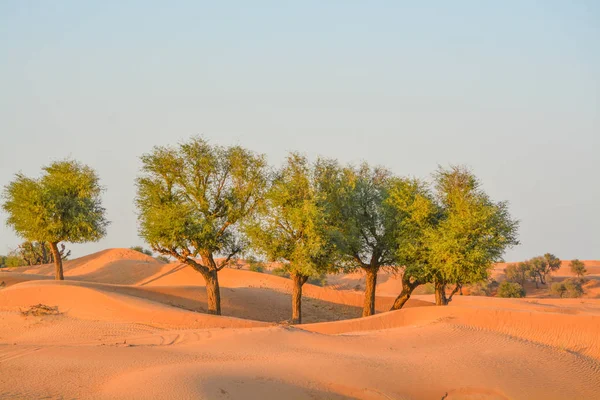 Arabische Woestijnboom Prosopis Cineraria Rode Zandduinen Van Dubai Verenigde Arabische — Stockfoto