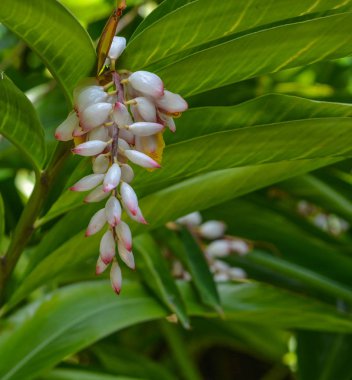Alpinia Zerumbet, Ginger Shell, Pembe Porselen Lily Vero Beach 'teki Mckee Botanik Bahçesi, Indian River County, Florida Usa