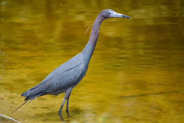 Little Blue Heron Egretta Caerulea Indian River County Flórida Eua — Fotografia de Stock