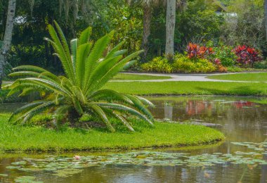 Cycas Siamensis (Cycas Panzhihuaensis) at Mckee Botanical Gardens in Vero Beach, Indian River County, Florida USA clipart