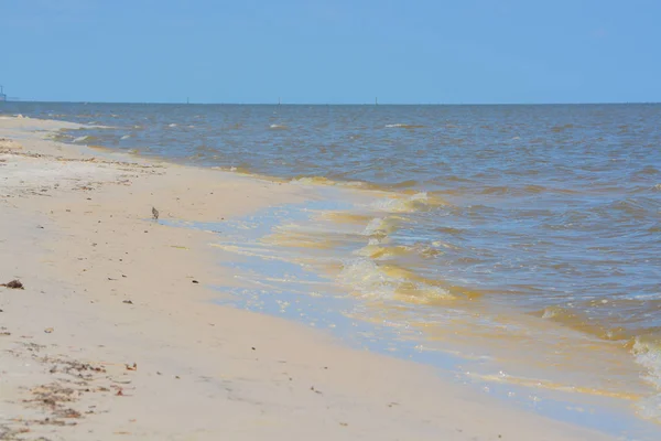 Driftwood Sur Côte Golfe Mississippi Ville Long Beach Golfe Mexique — Photo