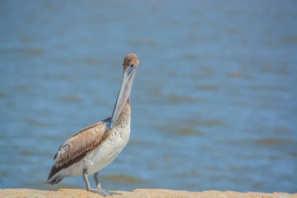 Pelikán Hnědý Pelecanus Occidentalis Pobřeží Zálivu Mississippi Gulfport Harrison County — Stock fotografie