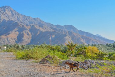 Hajar Dağları 'nın yakınında bir keçi. Umman sınırının kuzeyinde, Birleşik Arap Emirlikleri 'nde..
