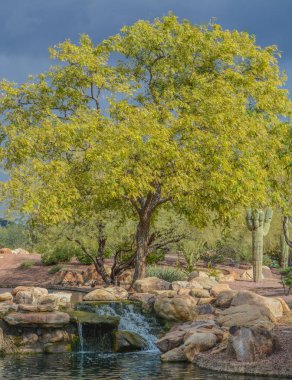 Maricopa County, Arizona Usa 'daki Sonoran Çölü' ndeki Anthem 'e su düştü. 