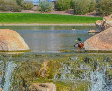 Mallard Duck (Anas Platyrhynchos) Sonoran Çölü 'nde bir su düşüşünde. Marş, Maricopa County, Arizona Usa