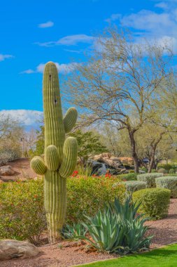Sonoran Çölü 'nde Saguaro Kaktüsü (Carnegiea Gigantea). Marş, Maricopa County, Arizona Usa