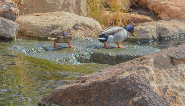 Mallard Duck Anas Platyrhynchos Πτώση Νερού Στην Έρημο Sonoran Anthem — Φωτογραφία Αρχείου