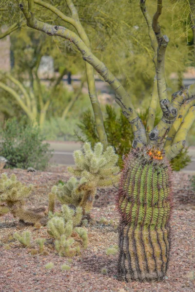 Barrel Cactus Jumping Cholla Cactus Anthem Maricopa County Arizona États — Photo