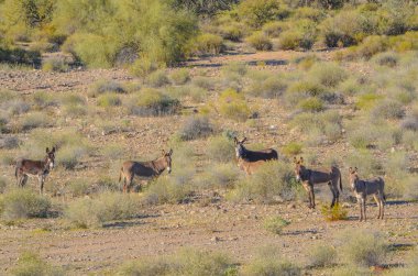 Vahşi Haydut Eşekleri, nam-ı diğer Feral Burros Maricopa ilçesindeki Sonoran Çölü dağlarında otlar. Arizona Usa