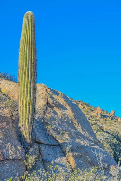 Saguaro Cactus Carnegiea Gigantea Het Tonto National Forest Sonoran Desert — Stockfoto