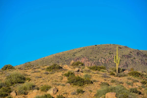 Saguaro Cactus Carnegiea Gigantea Bosque Nacional Tonto Desierto Sonora Condado — Foto de Stock