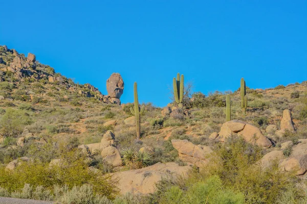 Saguaro Cactus Carnegiea Gigantea Tonto Nemzeti Erdőben Sonoran Sivatagban Maricopa — Stock Fotó