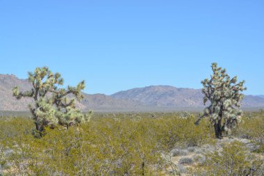Joshua Tree (Yucca Brevifolia) Sonoran Çölü 'ndeki Mohave County' de.