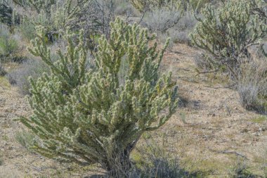 Buckhorn Cholla (Cylindropuntia Acanthocarpa) Sonoran Çölü, Mohave County, Arizona ABD