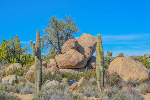 Saguaro Cactus Carnegie Gigantea Bergachtige Regio Mohave County Sonoraanse Woestijn — Stockfoto