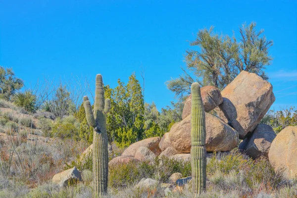 Saguaro Cactus Carnegie Gigantea Bergachtige Regio Mohave County Sonoraanse Woestijn — Stockfoto