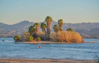 Mohave County, Arizona Usa 'daki Colorado Nehri üzerindeki Havasu Gölü Ulusal Vahşi Yaşam Sığınağı