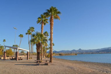 Bir gölgelik altında barbekü ve piknik masası ve Rotary Community Park 'ta palmiye ağaçları, Havasu Gölü, Mohave County, Arizona Usa