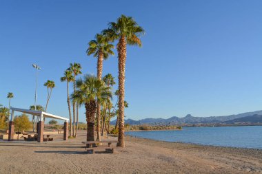 Barbecue and Picnic Table under a shade canopy and Palm Trees in Rotary Community Park, Lake Havasu, Mohave County, Arizona USA clipart