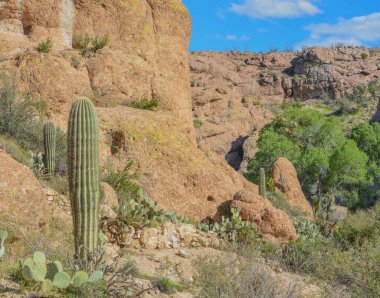 Saguaro Kaktüsü (Carnegiea Gigantea) Arizona, Superior 'daki Boyce Thompson Botanik Bahçesi' nde.