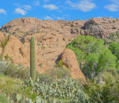 Saguaro Kaktüsü (Carnegiea Gigantea) Arizona, Superior 'daki Boyce Thompson Botanik Bahçesi' nde.
