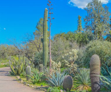 Saguaro Kaktüsü (Carnegiea Gigantea) Arizona, Superior 'daki Boyce Thompson Botanik Bahçesi' nde.