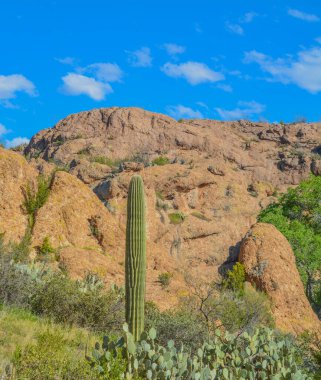 Saguaro Kaktüsü (Carnegiea Gigantea) Arizona, Superior 'daki Boyce Thompson Botanik Bahçesi' nde.