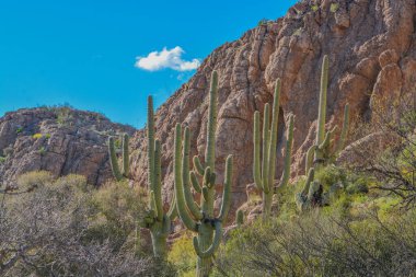 Saguaro Kaktüsü (Carnegiea Gigantea) Arizona, Superior 'daki Boyce Thompson Botanik Bahçesi' nde.