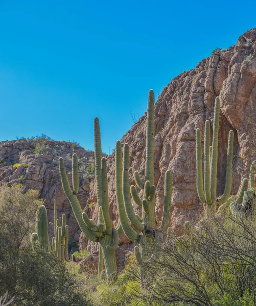 Saguaro Cactus Carnegiea Gigantea Het Boyce Thompson Arboretum State Park — Stockfoto