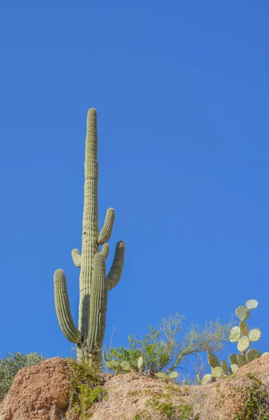 Saguaro Cactus Carnegiea Gigantea Het Boyce Thompson Arboretum State Park — Stockfoto