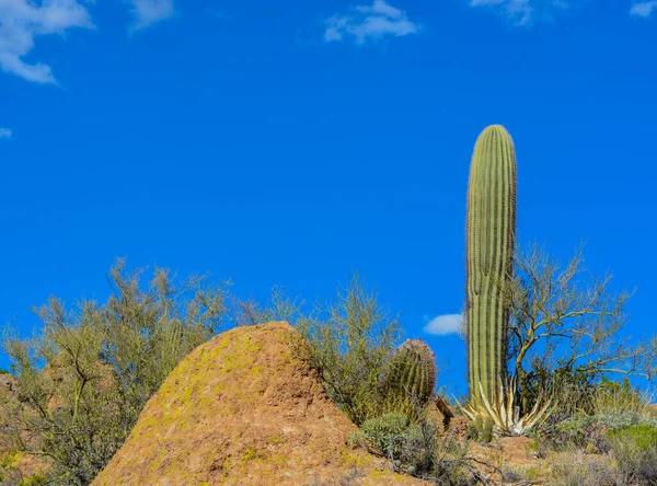 Saguaro Cactus Carnegiea Gigantea Het Boyce Thompson Arboretum State Park — Stockfoto