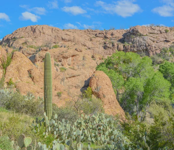 Saguaro Cactus Carnegiea Gigantea Vid Boyce Thompson Arboretum State Park — Stockfoto