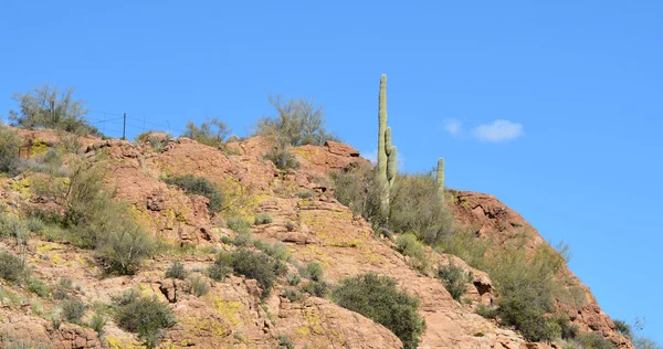 Saguaro Kaktüsü Carnegiea Gigantea Arizona Superior Daki Boyce Thompson Botanik — Stok fotoğraf