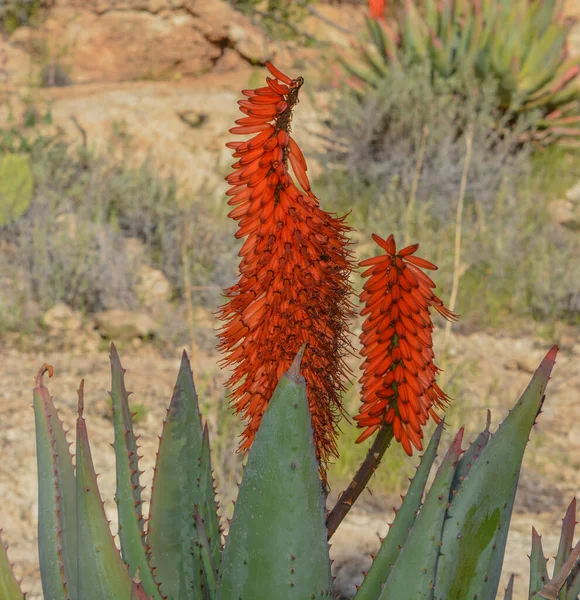 Aloe Brunnthaleri Juttae Microstigma Aloe Floriferous Com Flores Alegres Florescendo — Fotografia de Stock