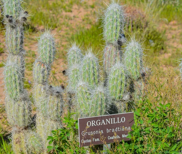 Organillo Grusonia Bradtiana Kaktus Boyce Thompson Arboretum State Park Superior — Stockfoto