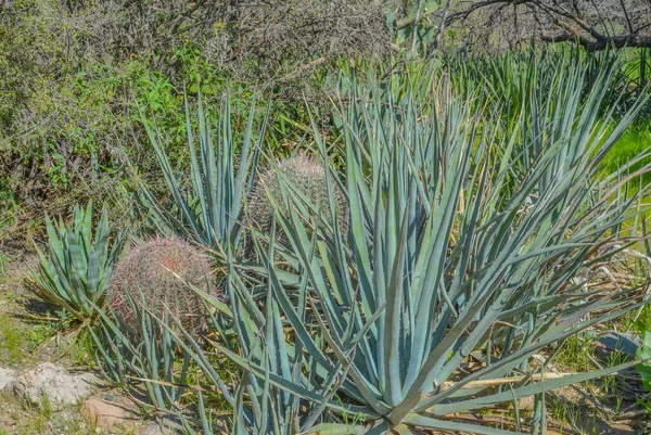 Agave Albomarginata Saftig Rosett Boyce Thompson Arboretum Överlägsen Arizona Usa — Stockfoto
