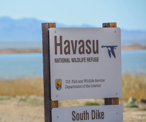 美国亚利桑那州下科罗拉多河哈瓦苏湖的哈瓦苏国家野生动物保护区 — 图库照片