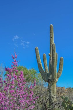 Boyce Thompson botanik bahçesinde Saguaro Kaktüsü (Carnegiea Gigantea). Üstün, Pinal County, Arizona ABD