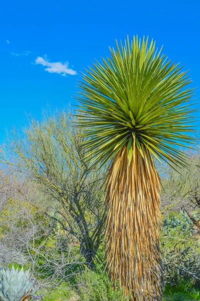 Yucca Faxoniana Een Reusachtige Yucca Uit Agavefamilie Boyce Thompson Arboretum — Stockfoto