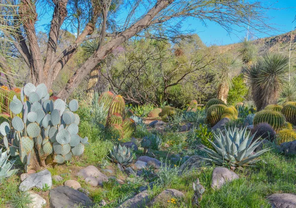 Cacti Agave Tuin Boyce Thompson Arboretum Superior Pinal County Arizona — Stockfoto