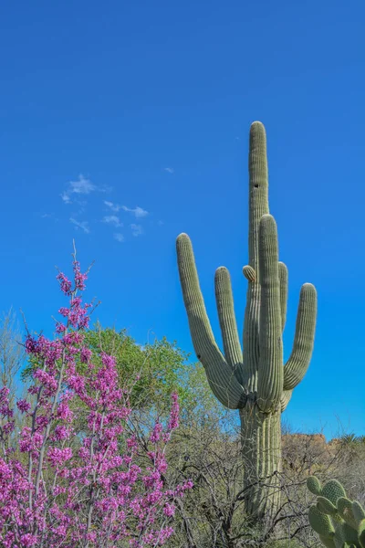 Saguaro Cactus Carnegiea Gigantea Bij Boyce Thompson Arboretum Superior Pinal — Stockfoto